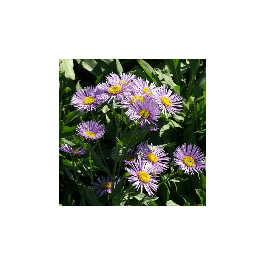 Plantes Vivaces ERIGERON 'Sincerity' - Vergerette en vente - Pépinière Lepage .