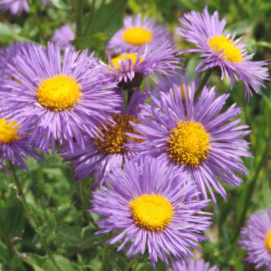 ERIGERON 'Sommerabend'