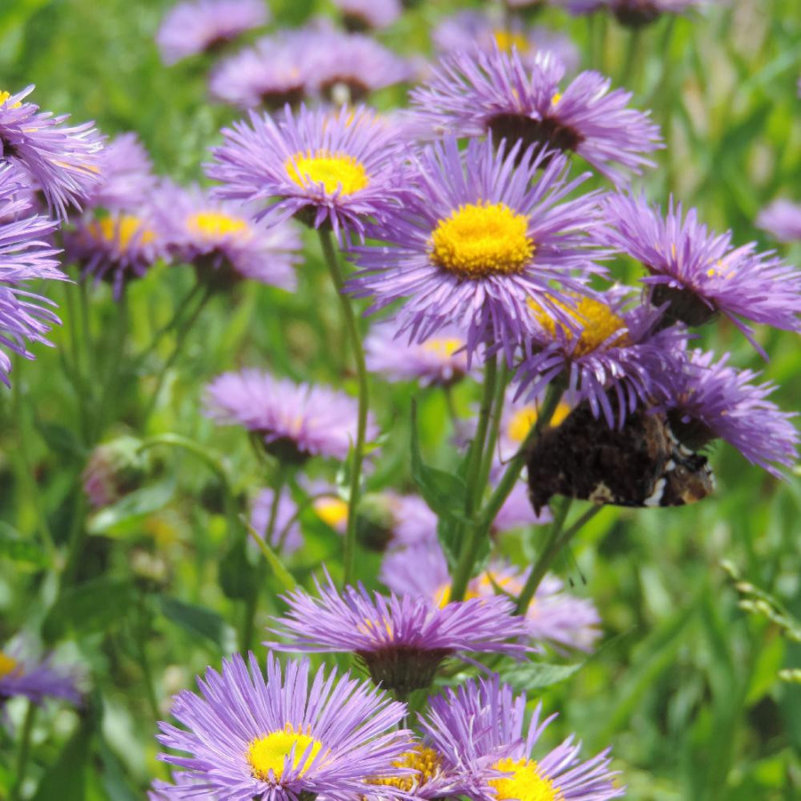 ERIGERON 'Sommerabend'