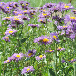 ERIGERON 'Sommerabend'