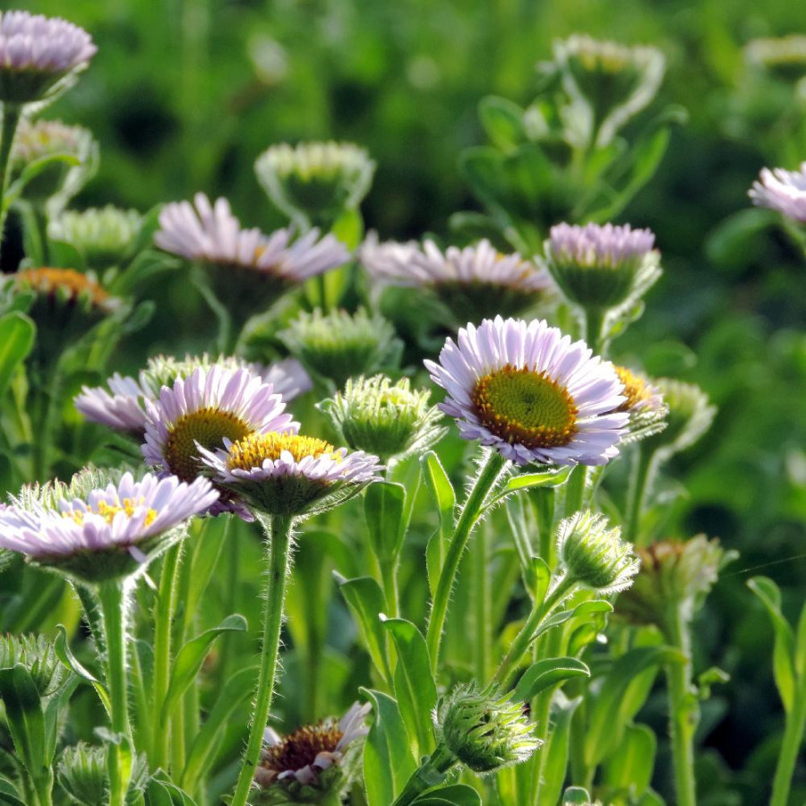 Plantes Vivaces ERIGERON glaucus - Vergerette en vente - Pépinière Lepage .
