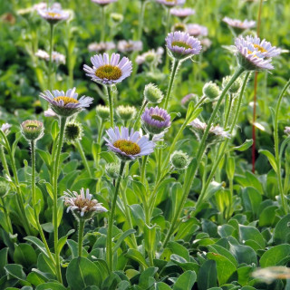 Plantes Vivaces ERIGERON glaucus - Vergerette en vente - Pépinière Lepage .