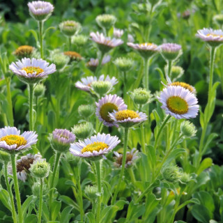 Plantes Vivaces ERIGERON glaucus - Vergerette en vente - Pépinière Lepage .