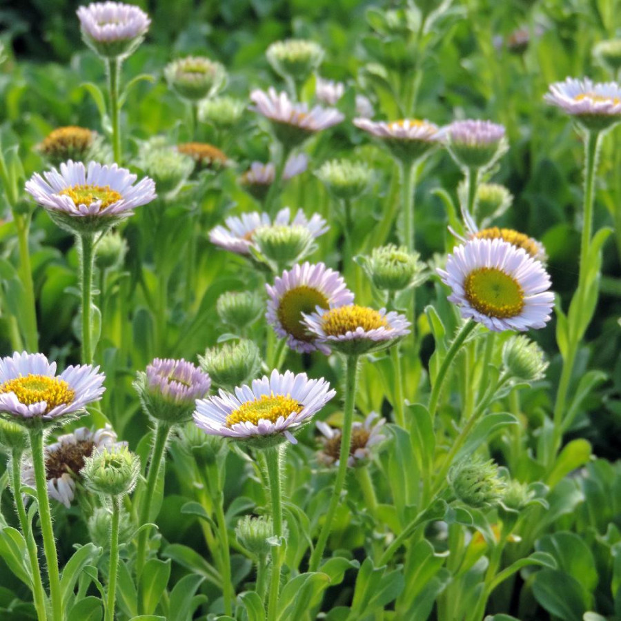 Plantes Vivaces ERIGERON glaucus - Vergerette en vente - Pépinière Lepage .