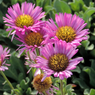 plantes-vivaces-erigeron-glaucus-sea-breeze-vergerette-en-vente-pepiniere-lepage-