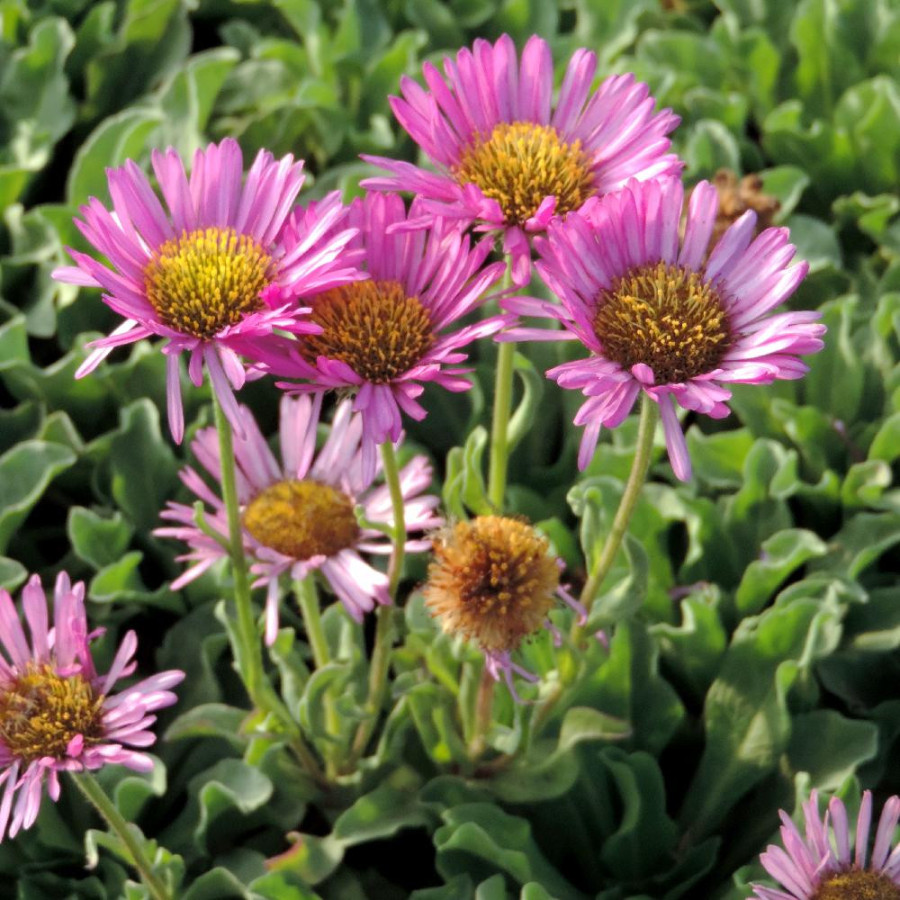 Plantes Vivaces ERIGERON glaucus 'Sea Breeze' - Vergerette en vente - Pépinière Lepage .