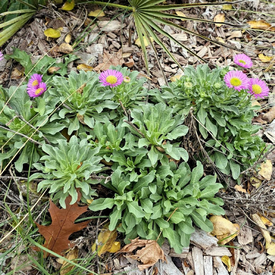 Plantes Vivaces ERIGERON glaucus 'Sea Breeze' - Vergerette en vente - Pépinière Lepage .