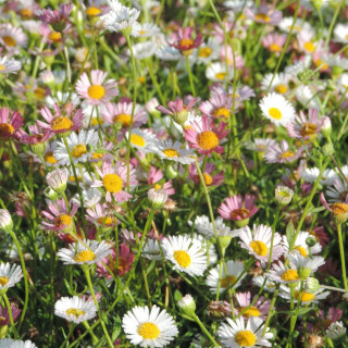 plantes-vivaces-erigeron-karvinskianus-paquerette-des-murailles-en-vente-vergerette-en-vente-pepiniere-lepage-