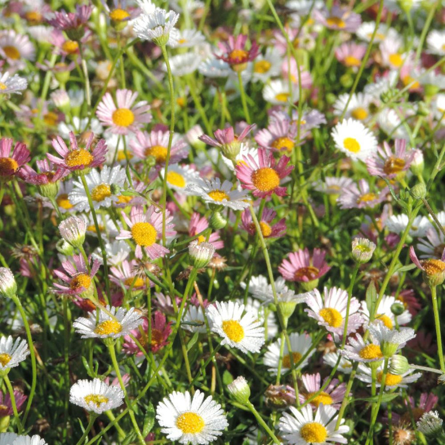 Plantes Vivaces ERIGERON karvinskianus - Pâquerette des murailles en vente - Vergerette en vente - Pépinière Lepage .