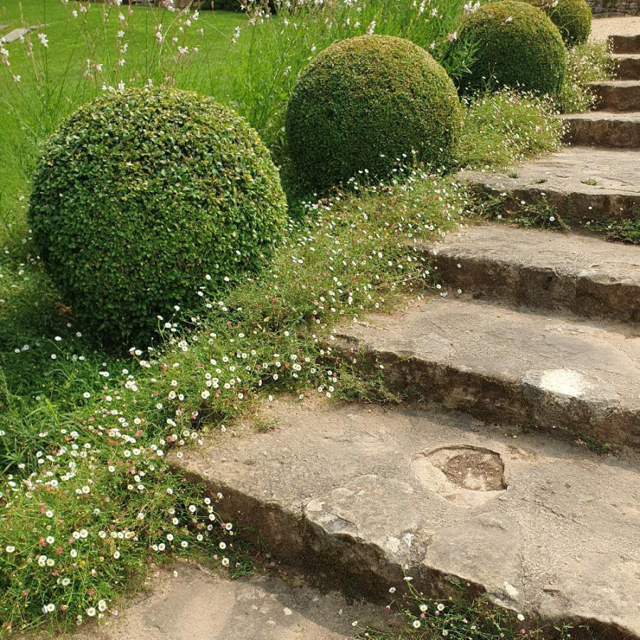 Plantes Vivaces ERIGERON karvinskianus - Pâquerette des murailles en vente - Vergerette en vente - Pépinière Lepage .