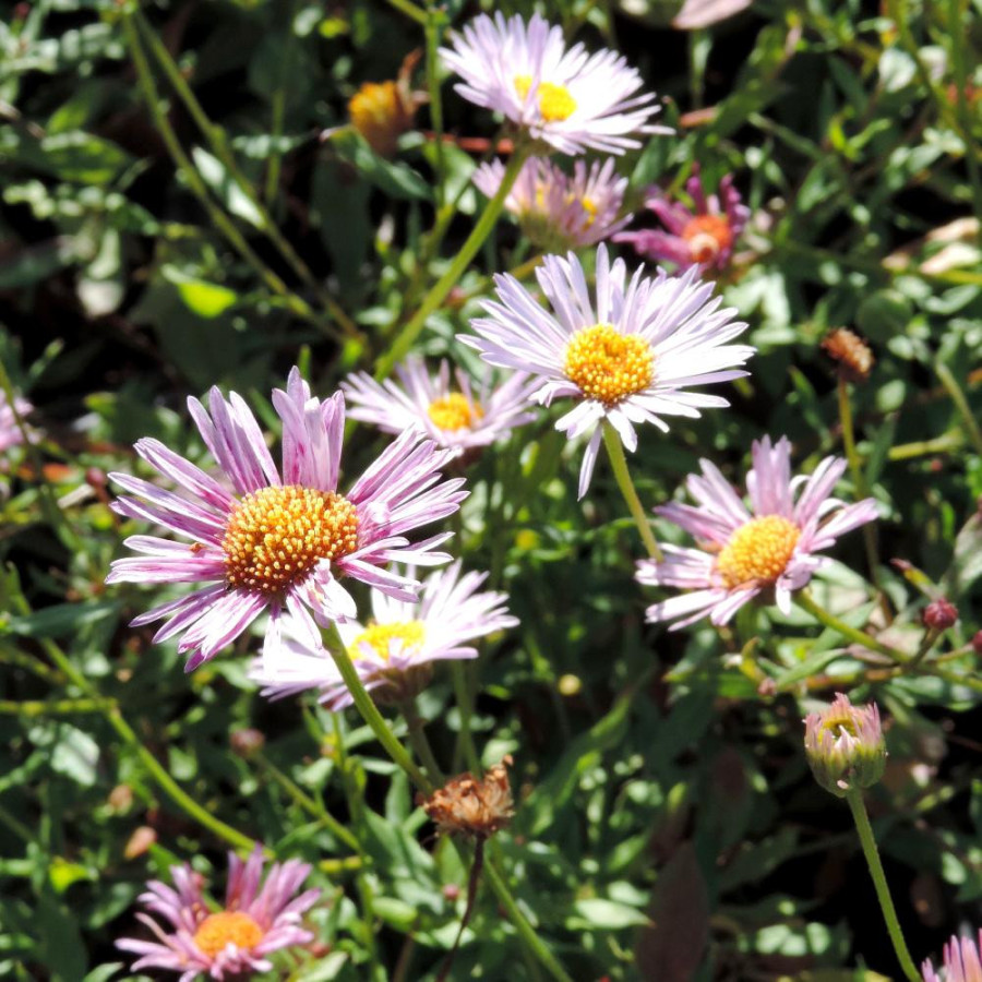 ERIGERON karvinskianus 'Lavender Lady' ®
