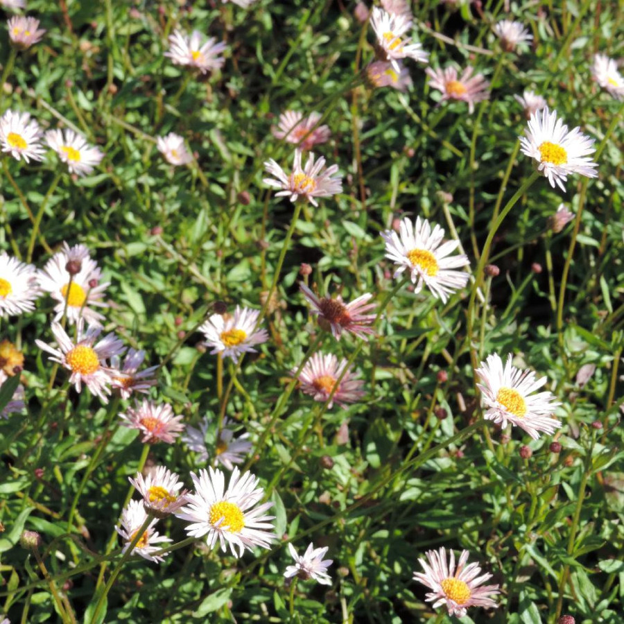 ERIGERON karvinskianus 'Lavender Lady' ®