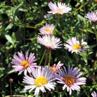 ERIGERON karvinskianus 'Lavender Lady' ®