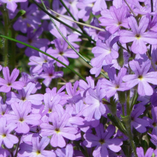 plantes-vivaces-erinus-alpinus-erine-des-alpes-en-vente-pepiniere-lepage-