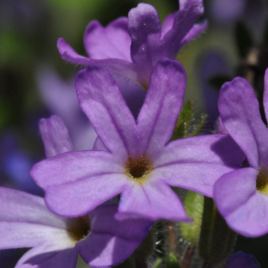 plantes-vivaces-erinus-alpinus-erine-des-alpes-en-vente-pepiniere-lepage-