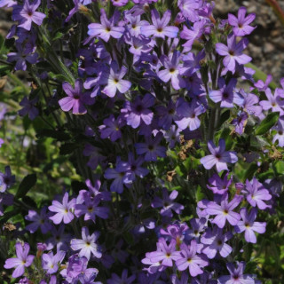 plantes-vivaces-erinus-alpinus-erine-des-alpes-en-vente-pepiniere-lepage-