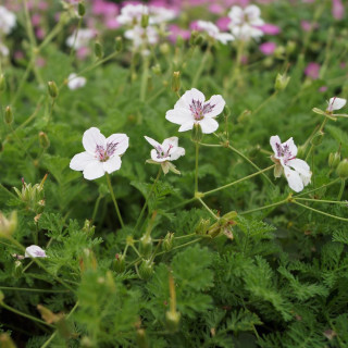 plantes-vivaces-erodium-stephanie-bec-de-grue-en-vente-bec-de-heron-en-vente-pepiniere-lepage-