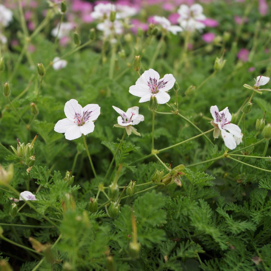 Plantes Vivaces ERODIUM 'Stephanie' -  Bec de Grue en vente - Bec de Héron en vente - Pépinière Lepage .