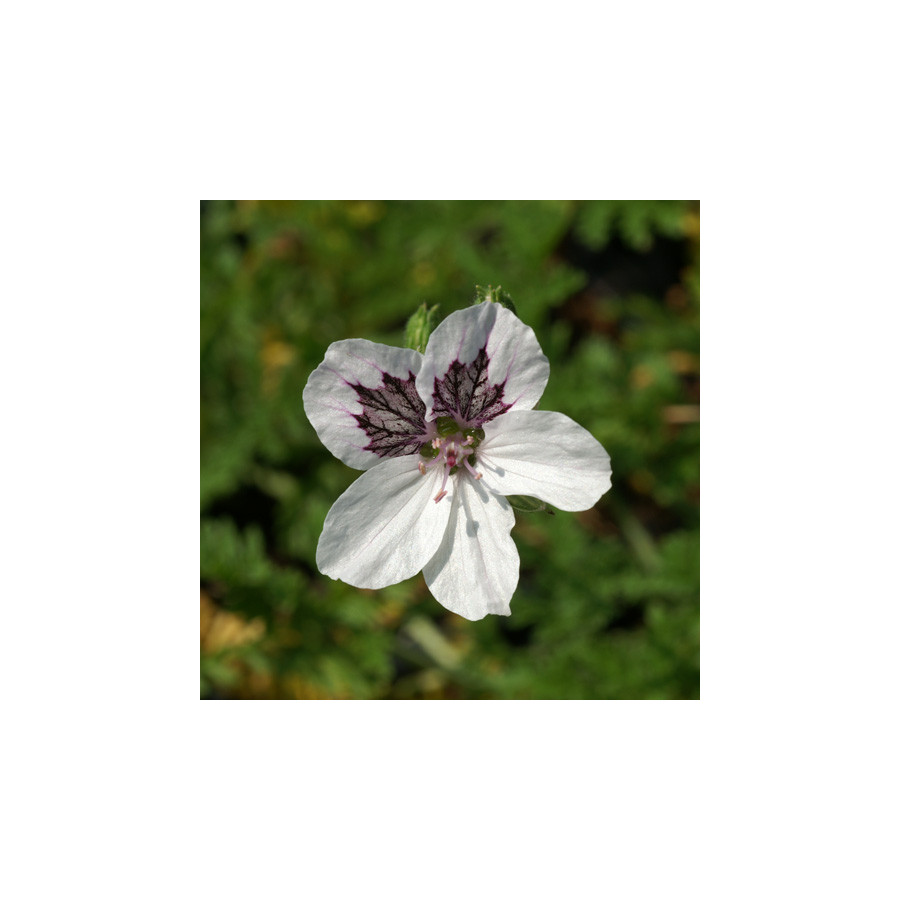 Plantes Vivaces ERODIUM 'Stephanie' -  Bec de Grue en vente - Bec de Héron en vente - Pépinière Lepage .