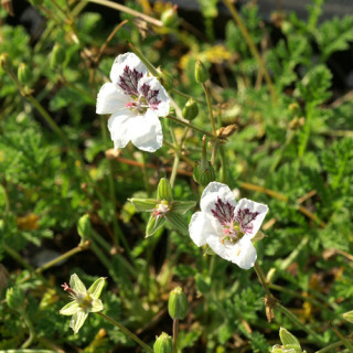 Plantes Vivaces ERODIUM 'Stephanie' -  Bec de Grue en vente - Bec de Héron en vente - Pépinière Lepage .
