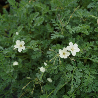 Plantes Vivaces ERODIUM chrysanthum -  Bec de Grue en vente - Bec de Héron en vente - Pépinière Lepage .