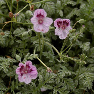 plantes-vivaces-erodium-kolbianum-natasha-bec-de-grue-en-vente-bec-de-heron-en-vente-pepiniere-lepage-