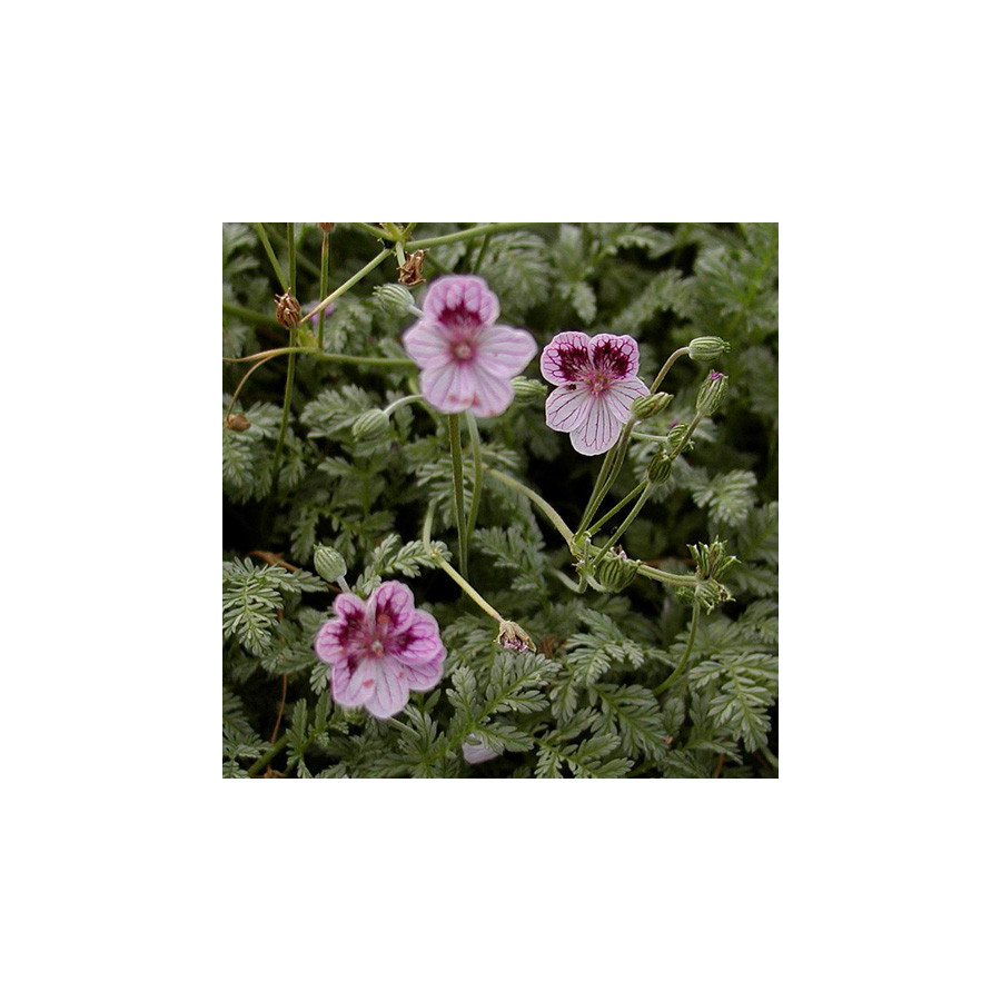 Plantes Vivaces ERODIUM kolbianum 'Natasha' -  Bec de Grue en vente - Bec de Héron en vente - Pépinière Lepage .