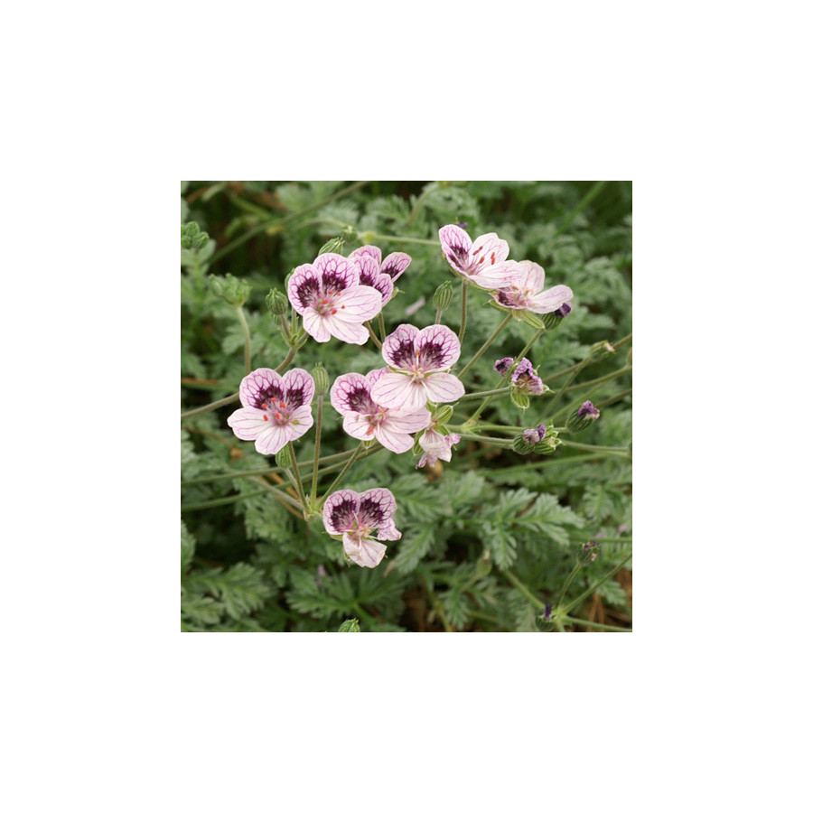 Plantes Vivaces ERODIUM kolbianum 'Natasha' -  Bec de Grue en vente - Bec de Héron en vente - Pépinière Lepage .