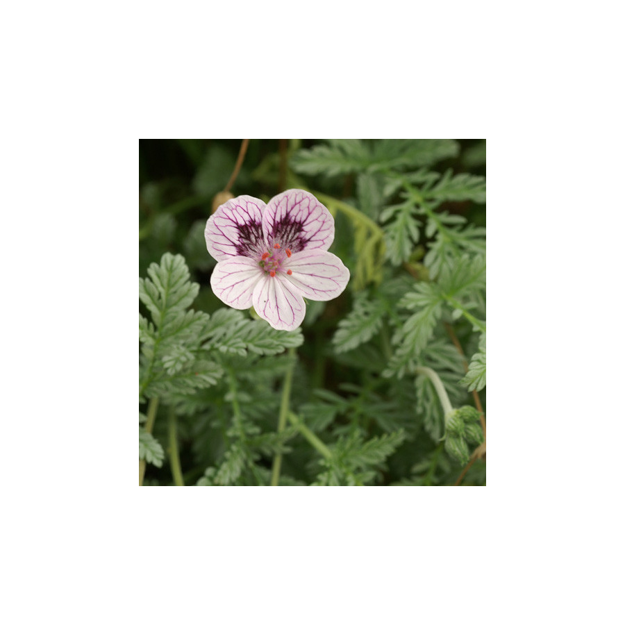 Plantes Vivaces ERODIUM kolbianum 'Natasha' -  Bec de Grue en vente - Bec de Héron en vente - Pépinière Lepage .