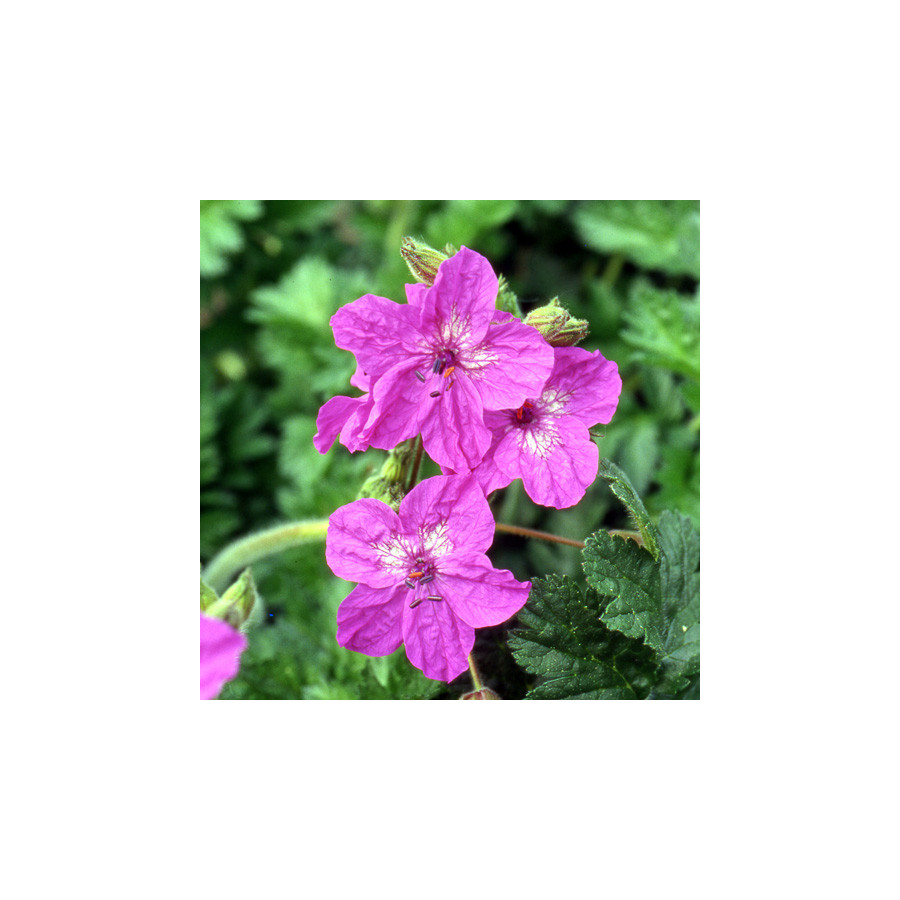 Plantes Vivaces ERODIUM manescavii - Erodium de Manesceau en vente - Pépinière Lepage .