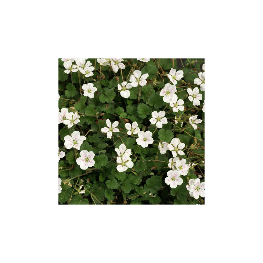 Plantes Vivaces ERODIUM reichardii 'Album' -  Bec de Grue en vente - Bec de Héron en vente - Pépinière Lepage .