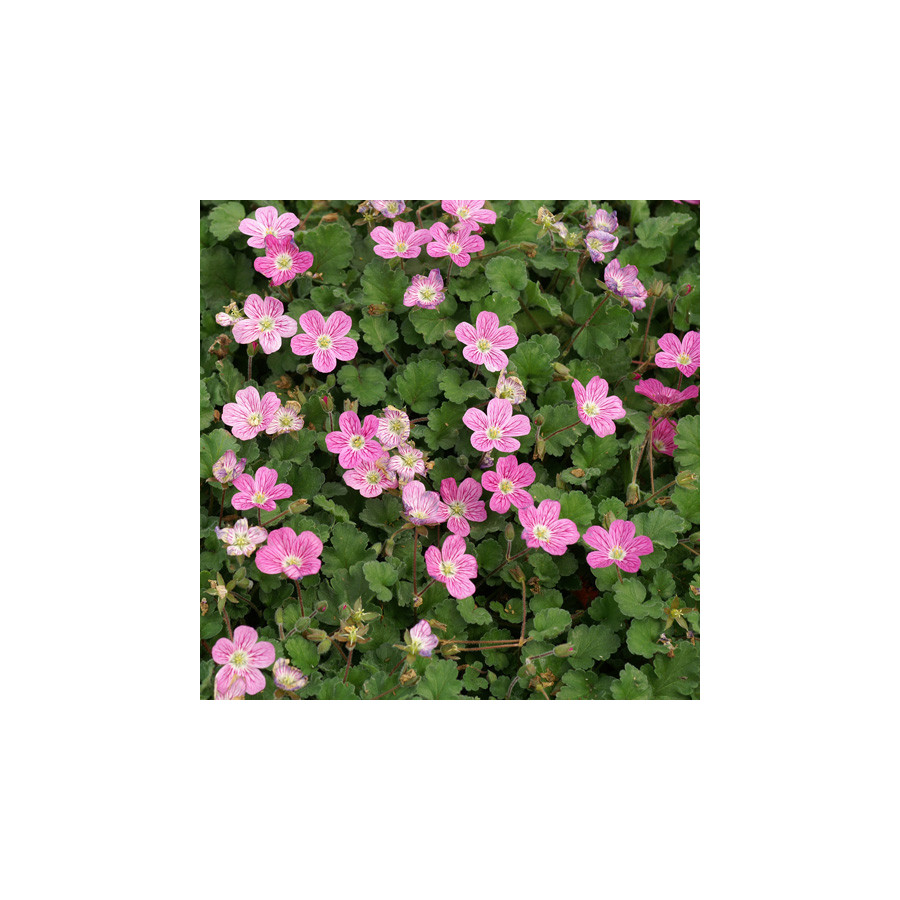 Plantes Vivaces ERODIUM variabile 'Bishop's Form' -  Bec de Grue en vente - Bec de Héron en vente - Pépinière Lepage .