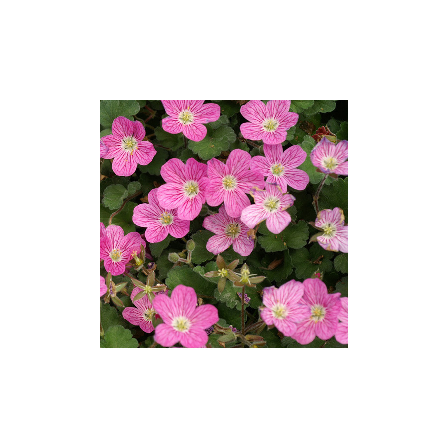 Plantes Vivaces ERODIUM variabile 'Bishop's Form' -  Bec de Grue en vente - Bec de Héron en vente - Pépinière Lepage .