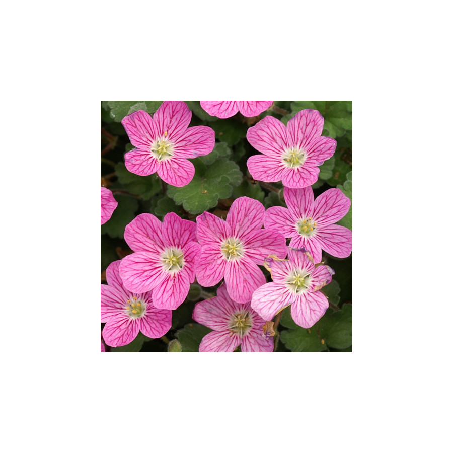 Plantes Vivaces ERODIUM variabile 'Bishop's Form' -  Bec de Grue en vente - Bec de Héron en vente - Pépinière Lepage .