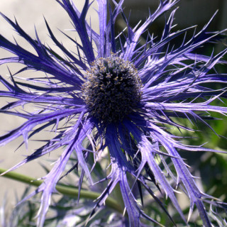 plantes-vivaces-eryngium-pen-blue-chardon-en-vente-panicaut-en-vente-pepiniere-lepage-