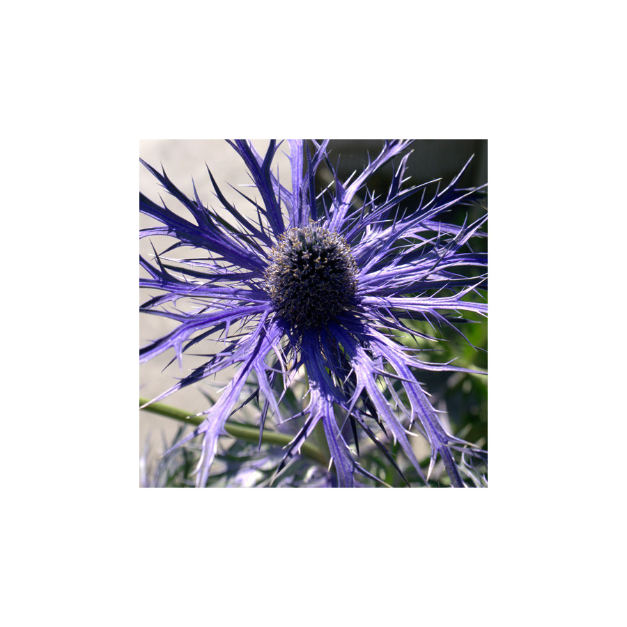 Plantes Vivaces ERYNGIUM 'Pen Blue' - Chardon en vente - Panicaut en vente - Pépinière Lepage .