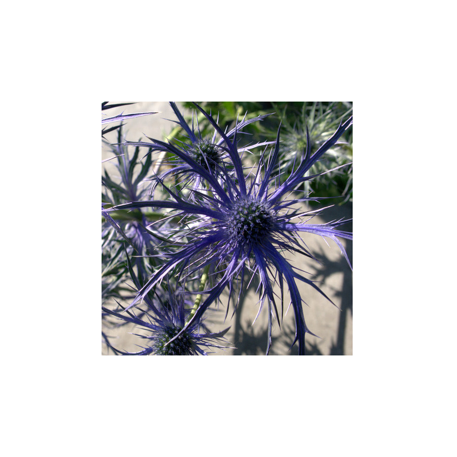Plantes Vivaces ERYNGIUM 'Pen Blue' - Chardon en vente - Panicaut en vente - Pépinière Lepage .