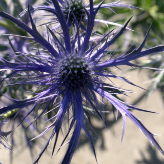 Plantes Vivaces ERYNGIUM 'Pen Blue' - Chardon en vente - Panicaut en vente - Pépinière Lepage .