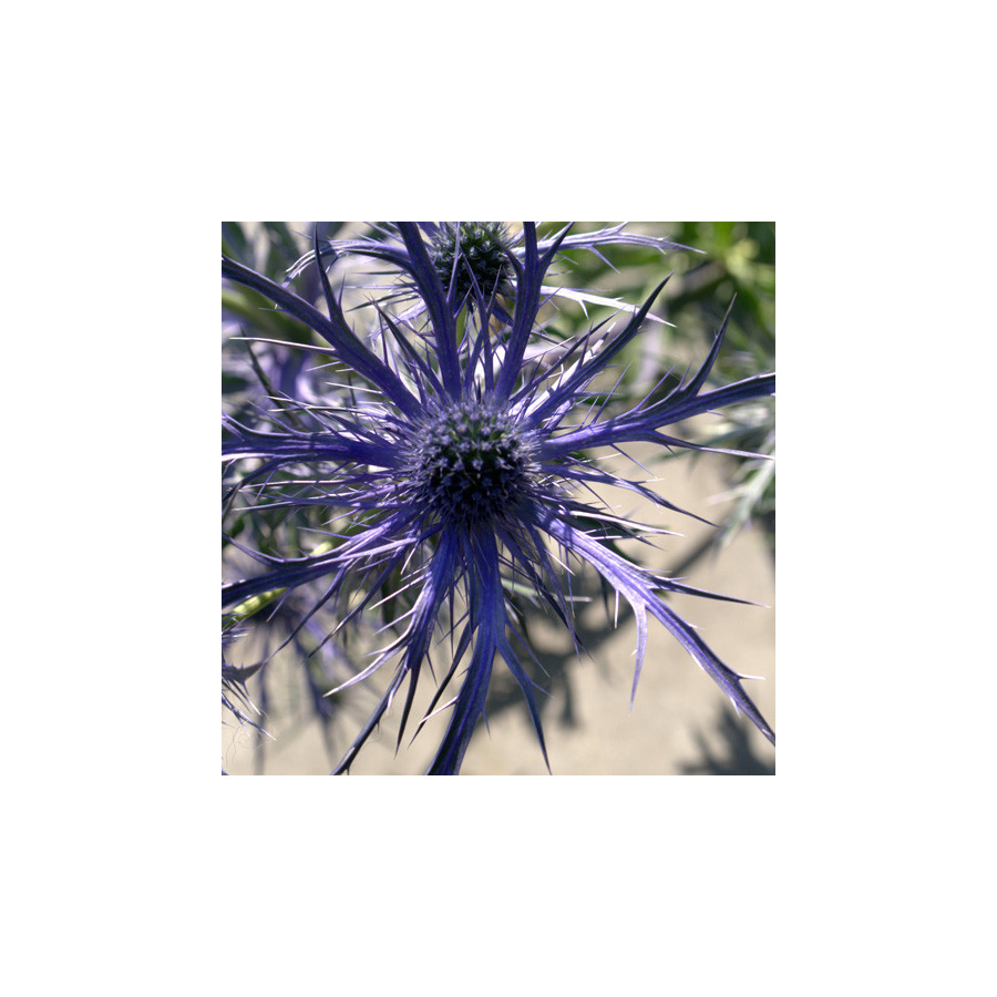 Plantes Vivaces ERYNGIUM 'Pen Blue' - Chardon en vente - Panicaut en vente - Pépinière Lepage .