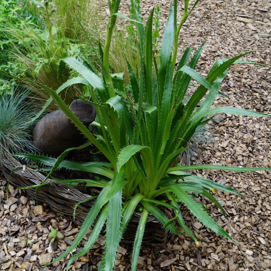 Plantes Vivaces ERYNGIUM agavifolium - Chardon à feuille d'agave en vente - Panicaut en vente - Pépinière Lepage .