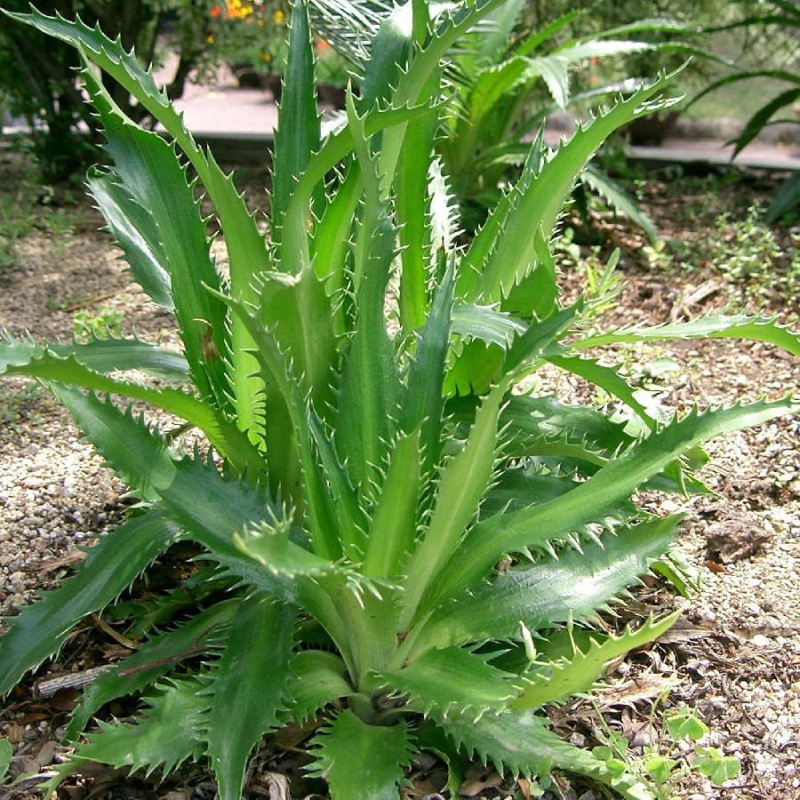Plantes Vivaces ERYNGIUM agavifolium - Chardon à feuille d'agave en vente - Panicaut en vente - Pépinière Lepage .