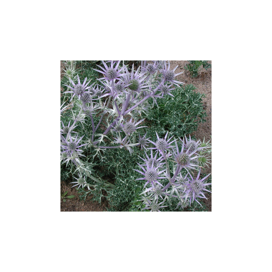 Plantes Vivaces ERYNGIUM bourgatii - Chardon des Pyrénées en vente - Panicaut en vente - Pépinière Lepage .