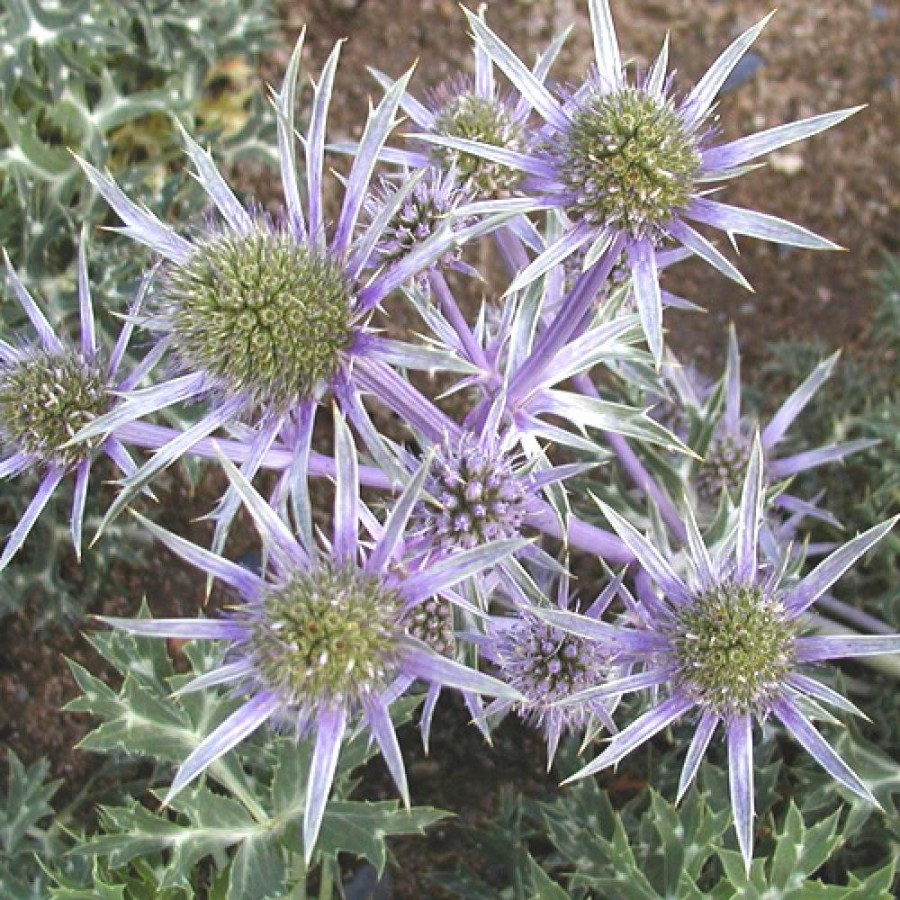 Plantes Vivaces ERYNGIUM bourgatii - Chardon des Pyrénées en vente - Panicaut en vente - Pépinière Lepage .