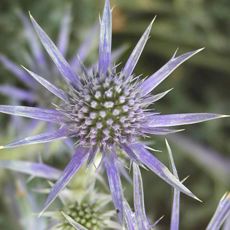 Plantes Vivaces ERYNGIUM bourgatii - Chardon des Pyrénées en vente - Panicaut en vente - Pépinière Lepage .