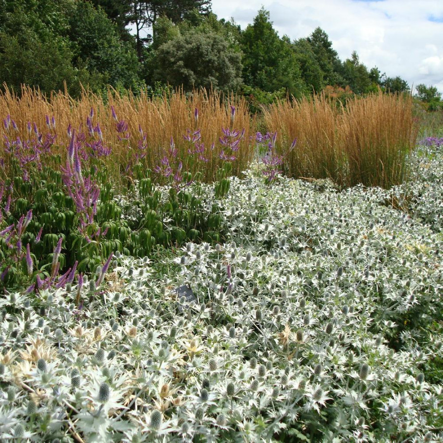 Plantes Vivaces ERYNGIUM giganteum 'Silver Ghost' - Panicaut en vente - Pépinière Lepage .