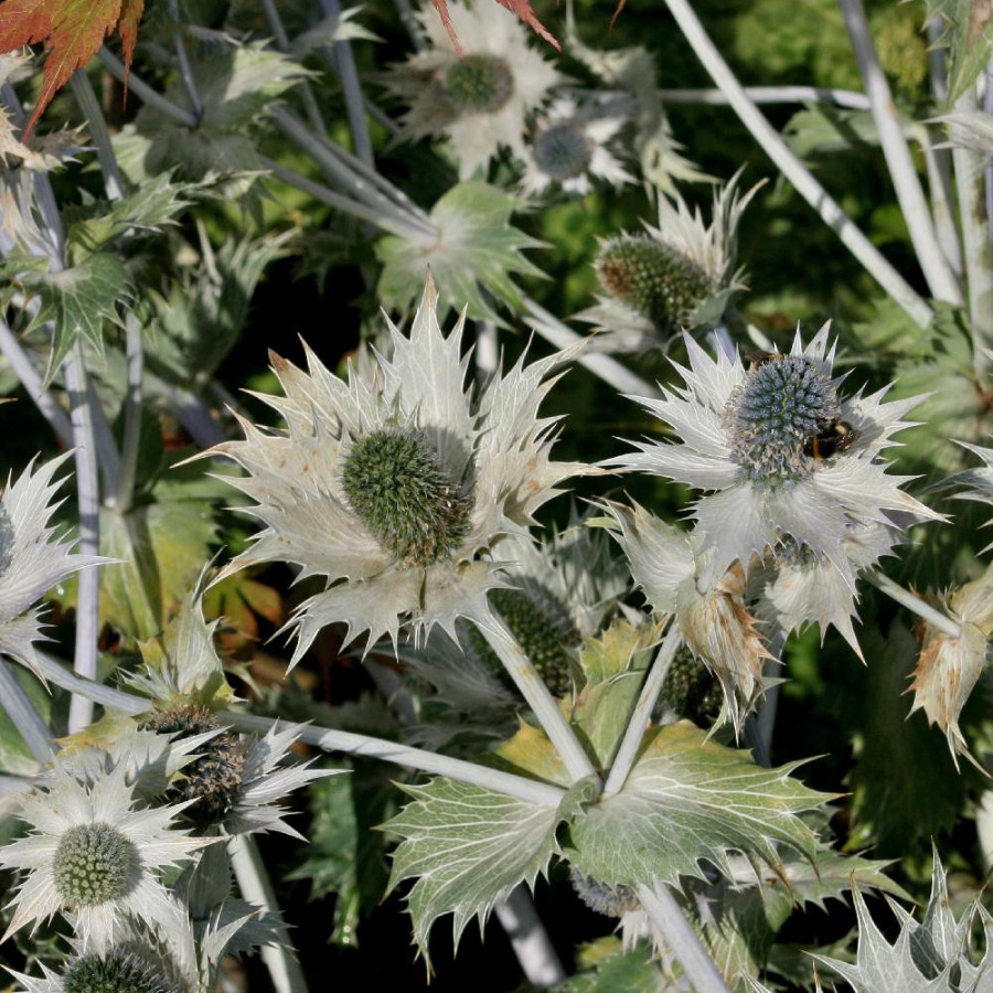 Plantes Vivaces ERYNGIUM giganteum 'Silver Ghost' - Panicaut en vente - Pépinière Lepage .