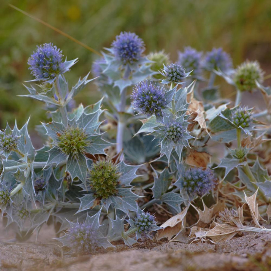 Plantes Vivaces ERYNGIUM maritimum - Panicaut des dunes en vente - Chardon des dunes en vente - Pépinière Lepage .
