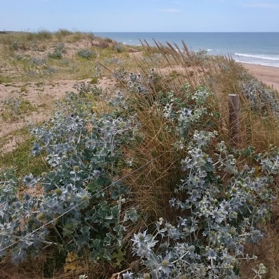Plantes Vivaces ERYNGIUM maritimum - Panicaut des dunes en vente - Chardon des dunes en vente - Pépinière Lepage .