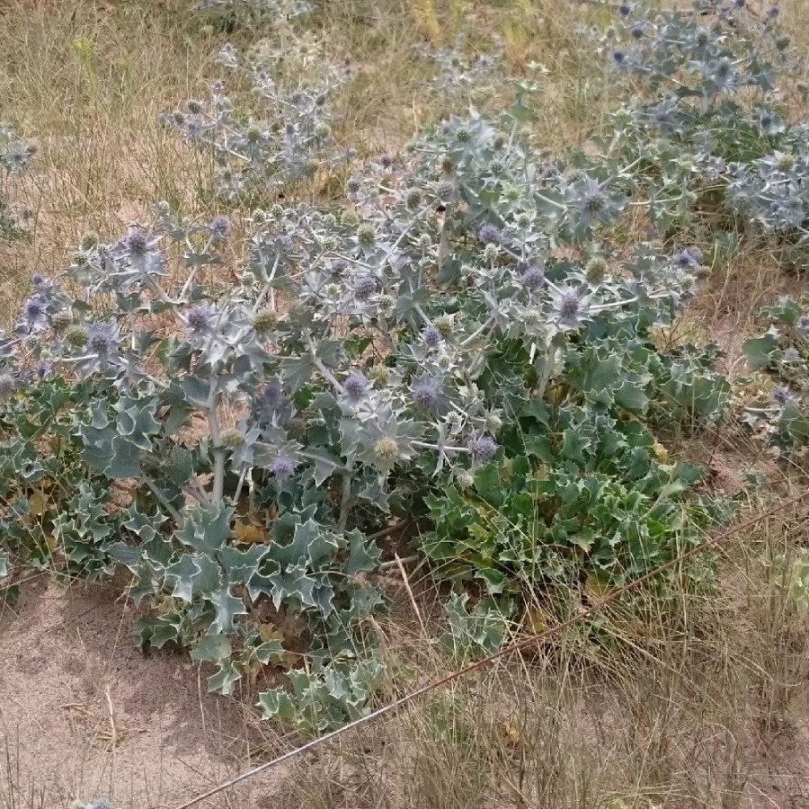 Plantes Vivaces ERYNGIUM maritimum - Panicaut des dunes en vente - Chardon des dunes en vente - Pépinière Lepage .