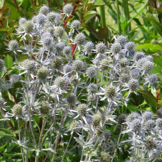 plantes-vivaces-eryngium-planum-chardon-en-vente-panicaut-en-vente-pepiniere-lepage-